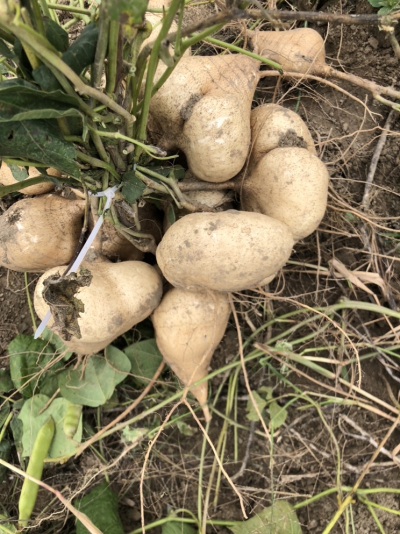 本地豆薯地里现起。新鲜一手货