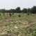 本地豆薯地里现起。新鲜一手货