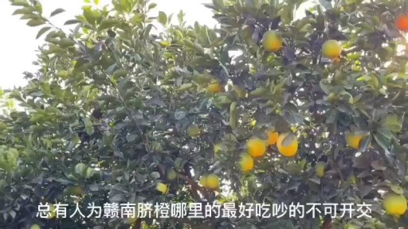 湖南纽荷尔脐橙和江西赣南脐橙供应全国湖南桂东产地