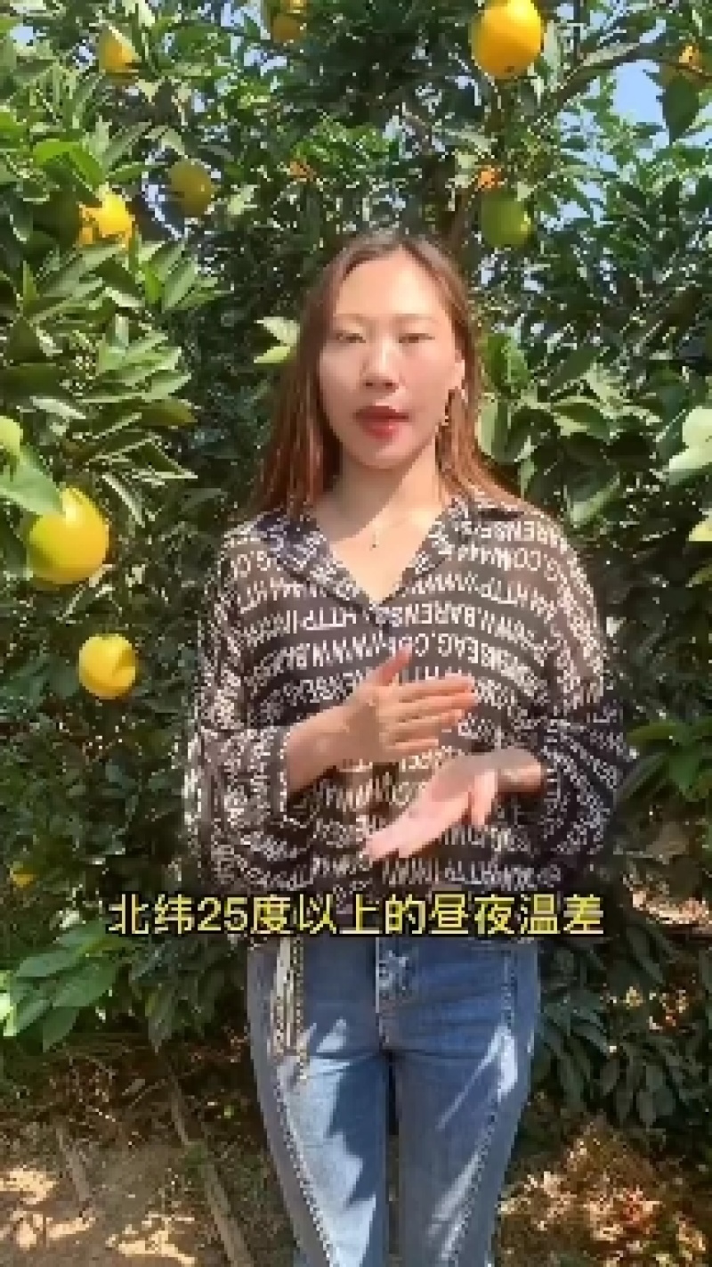 湖南纽荷尔脐橙和江西赣南脐橙供应全国湖南桂东产地