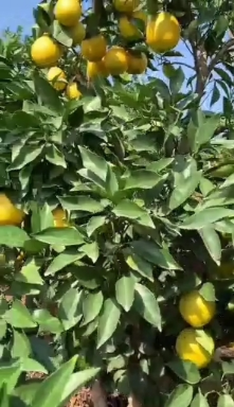 湖南纽荷尔脐橙和江西赣南脐橙供应全国湖南桂东产地