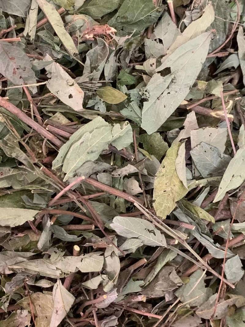 饿蚂蝗【包邮】三斤起发货可批量可零售量大从优