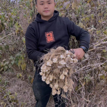 山东沙地洋姜菊芋鬼子姜酱菜菊粉饮片原料