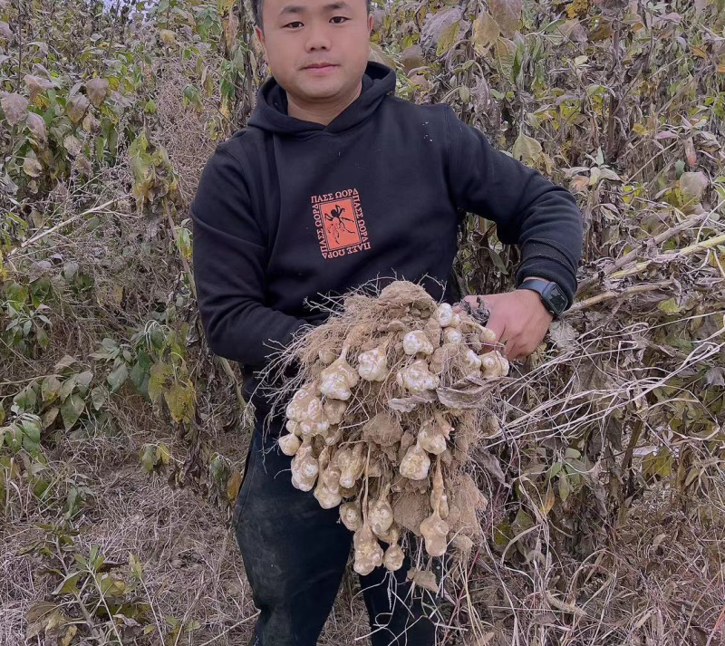 山东沙地洋姜菊芋鬼子姜酱菜菊粉饮片原料