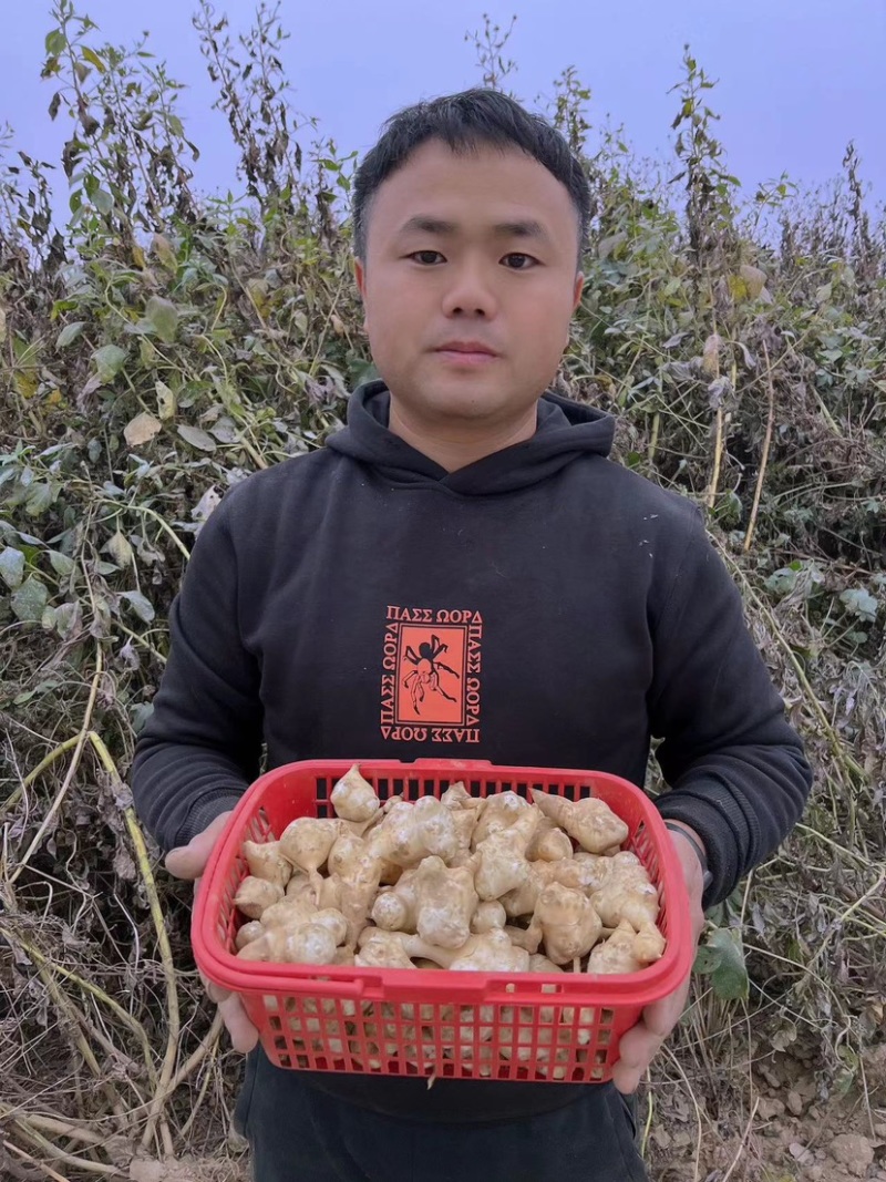 山东沙地洋姜菊芋鬼子姜酱菜菊粉饮片原料