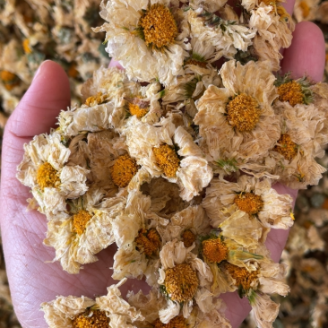 原产地直发新货上新杭白菊朵花娃娃菊批发