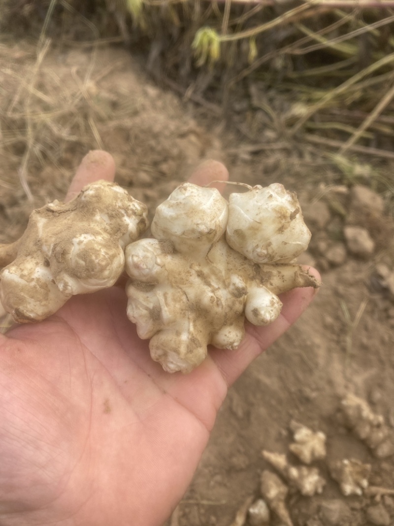 山东沙地洋姜菊芋鬼子姜酱菜菊粉饮片原料