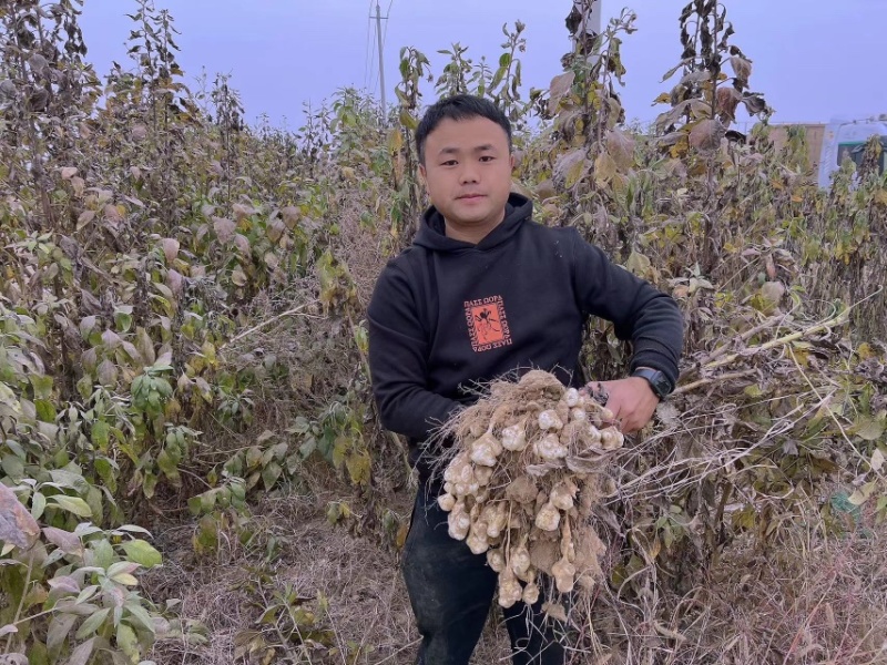 山东沙地洋姜菊芋鬼子姜酱菜菊粉饮片原料