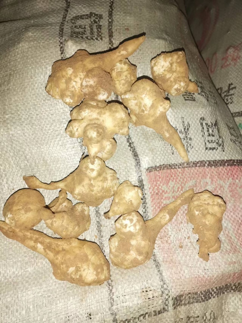山东沙地洋姜菊芋鬼子姜酱菜菊粉饮片原料