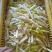 麻竹笋。产地一手货源，