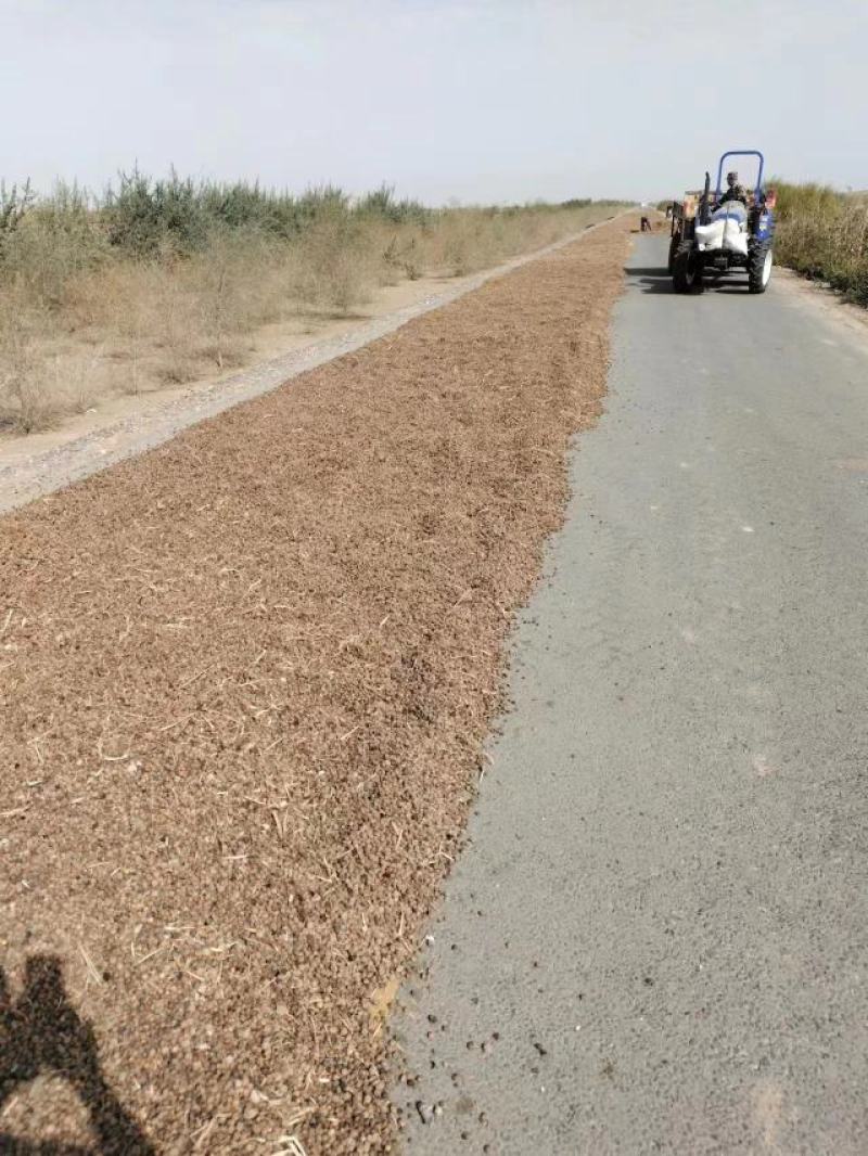 油沙豆