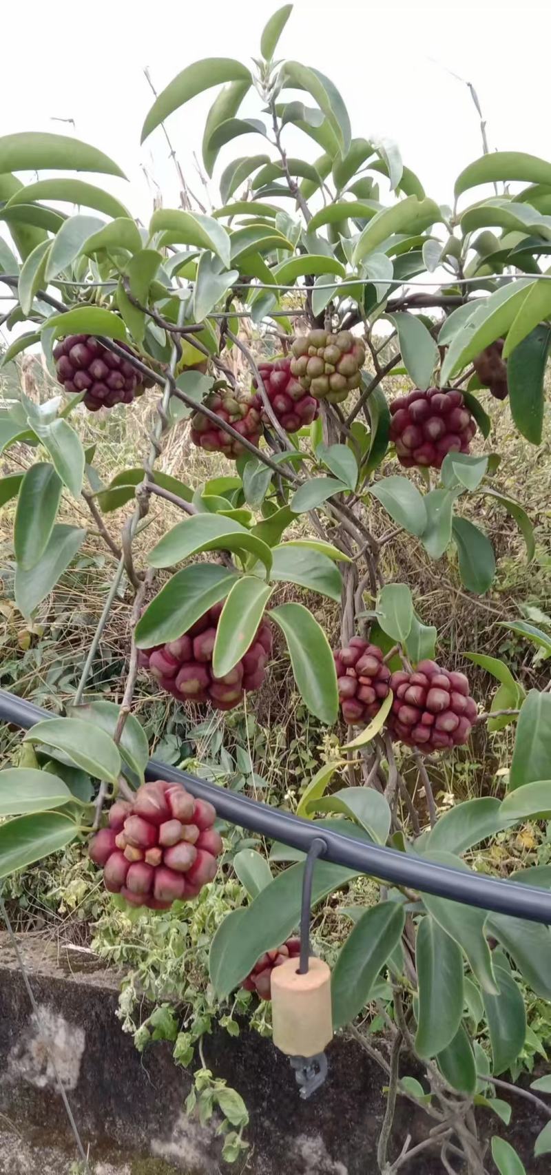 黑老虎