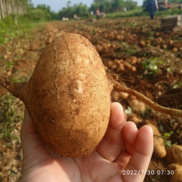 广东湛江沙葛凉薯地瓜