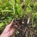白芨大苗，块茎3公分左右，为组培驯化三年苗