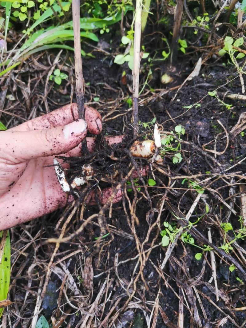 白芨大苗，块茎3公分左右，为组培驯化三年苗
