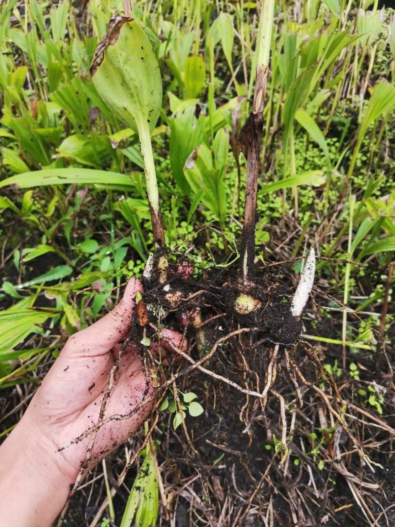 白芨大苗，块茎3公分左右，为组培驯化三年苗