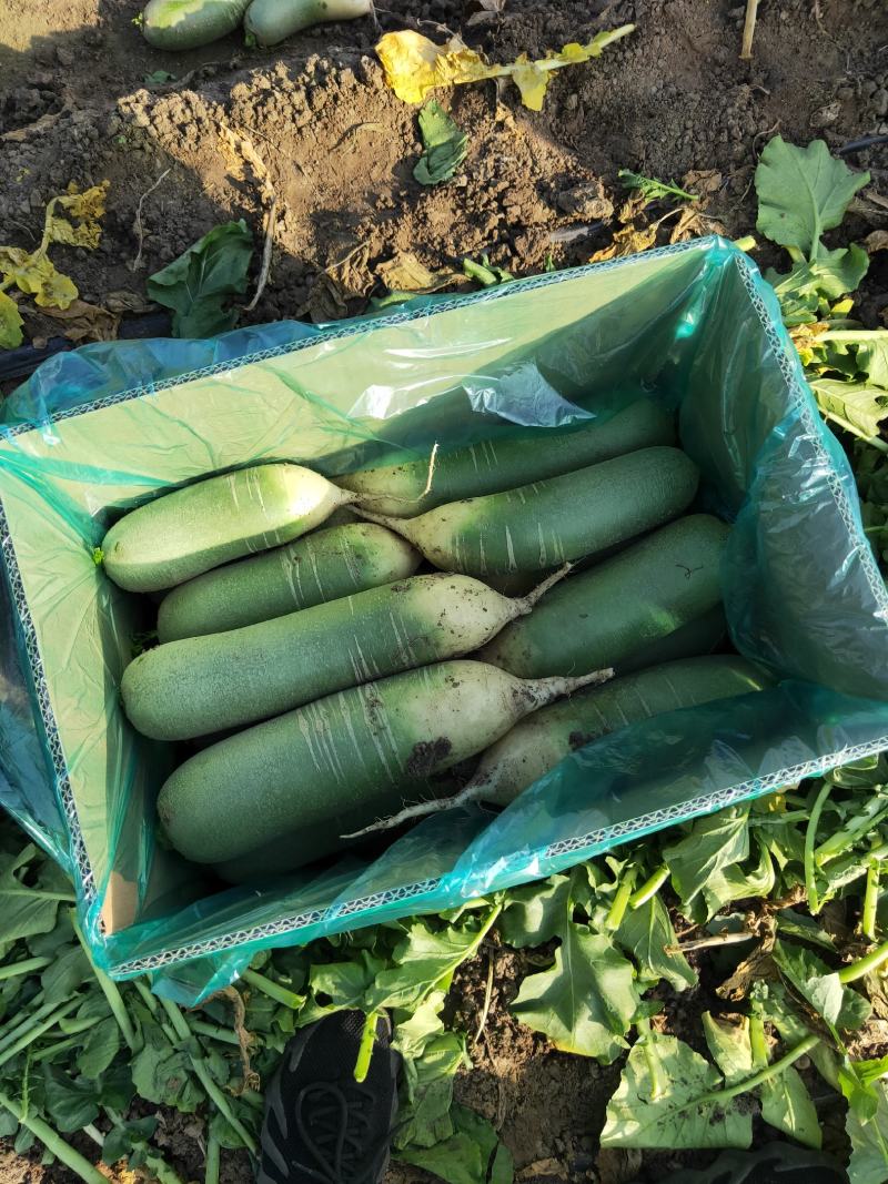 水果萝卜平度冷库箱装袋装随到随装