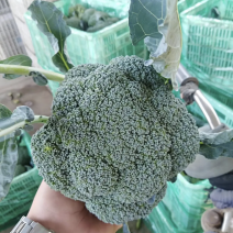 精品西蓝花，代发全国各地对接商超价格优惠欢迎来电咨询