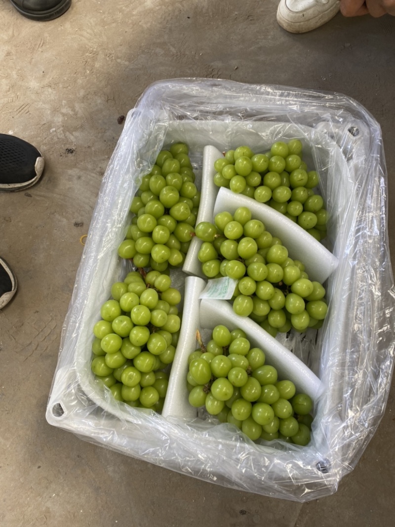 【精品】阳光玫瑰葡萄价格便宜好吃不贵，货源充足欢迎咨询