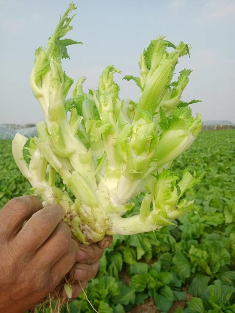 儿菜