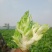 儿菜