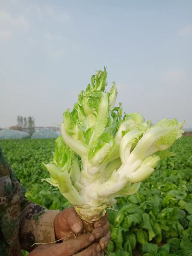 儿菜