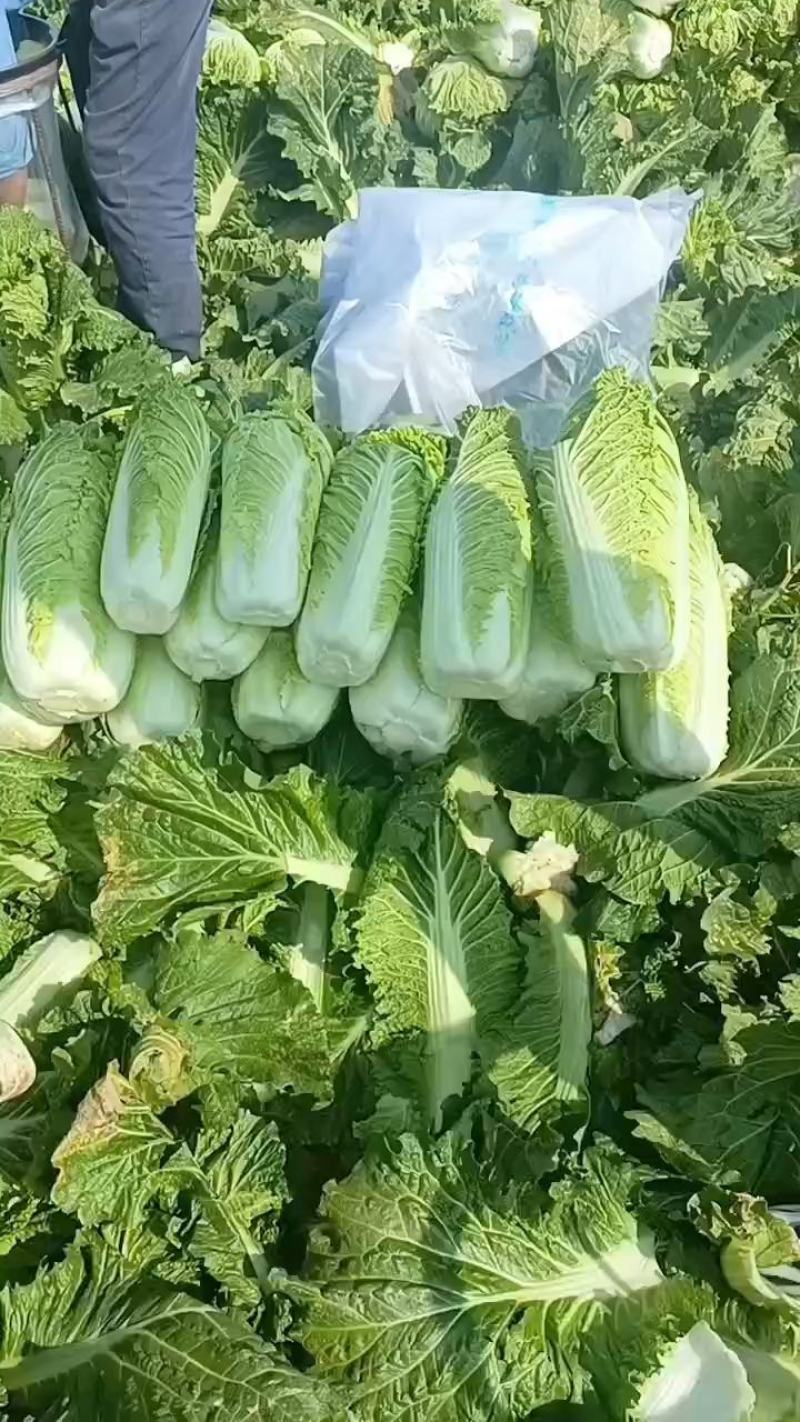 【推荐】山东白菜北京新三号4~6斤净菜规格齐全产地直发