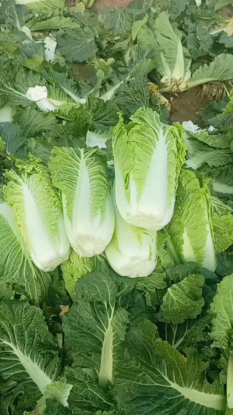 【推荐】山东白菜北京新三号4~6斤净菜规格齐全产地直发