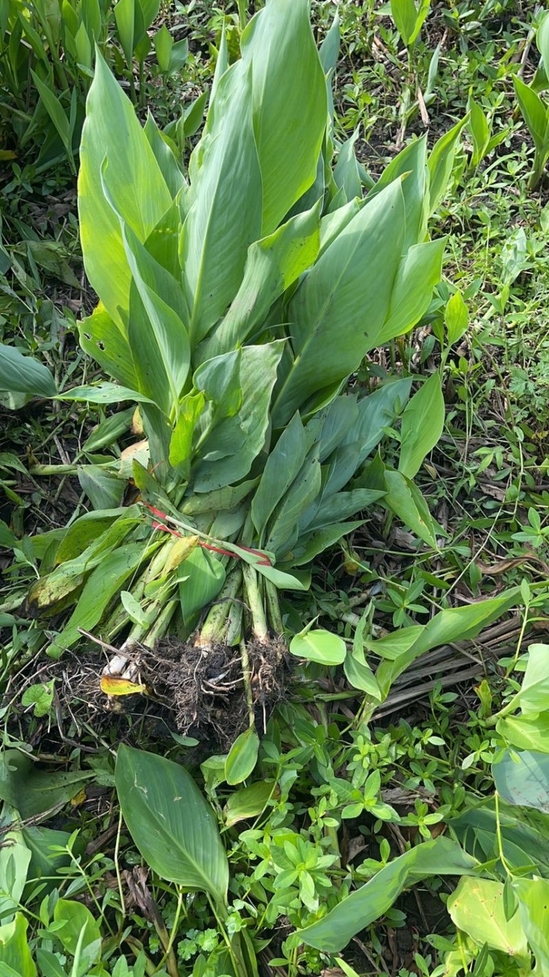 美人蕉……青叶美人蕉，黄花美人蕉海量供应