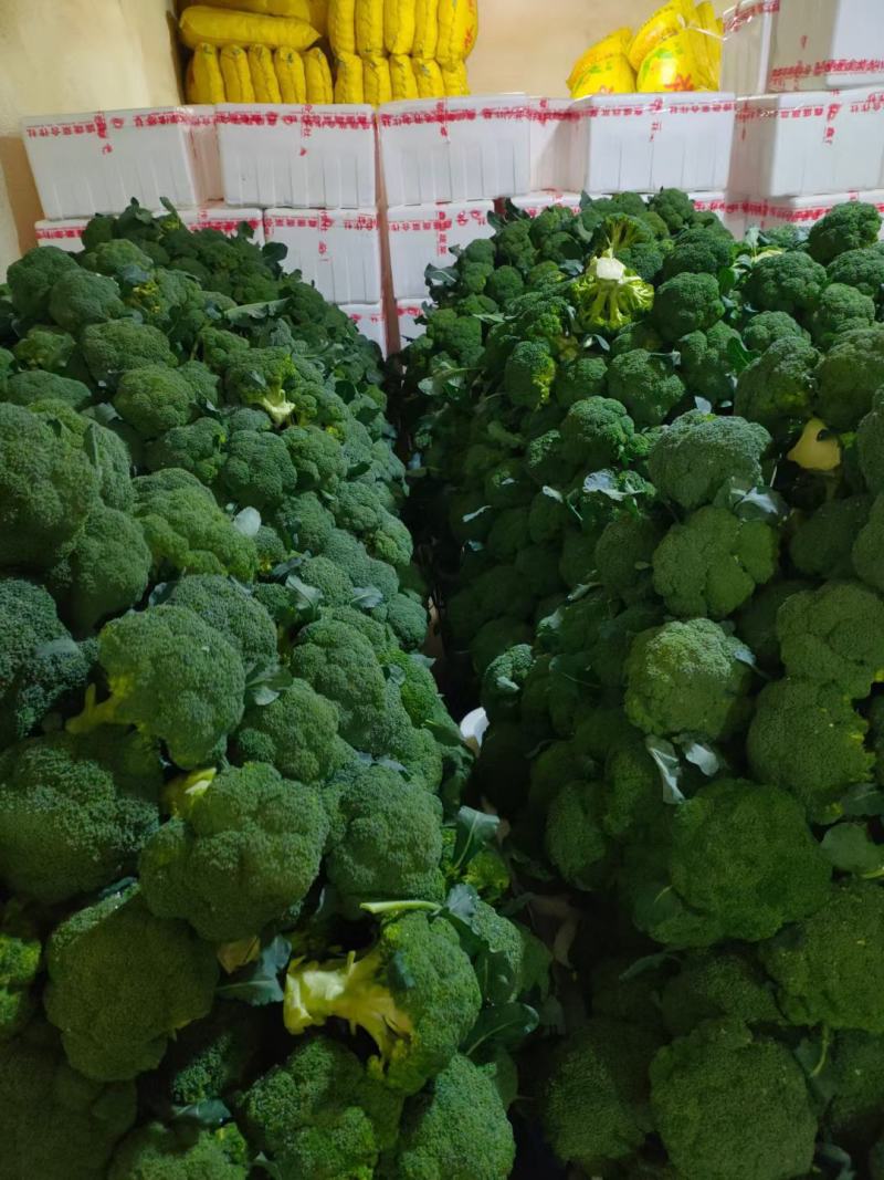 【牛商推荐】精品西兰花基地直发量大从优一次合作终身朋友