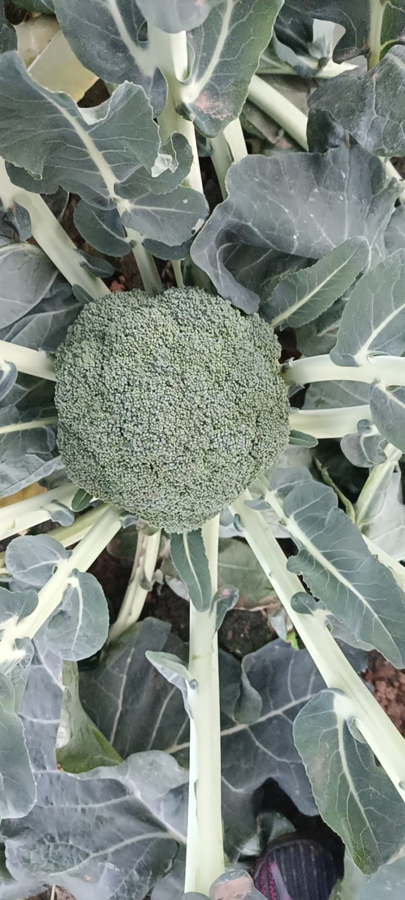 【牛商推荐】精品西兰花基地直发量大从优一次合作终身朋友