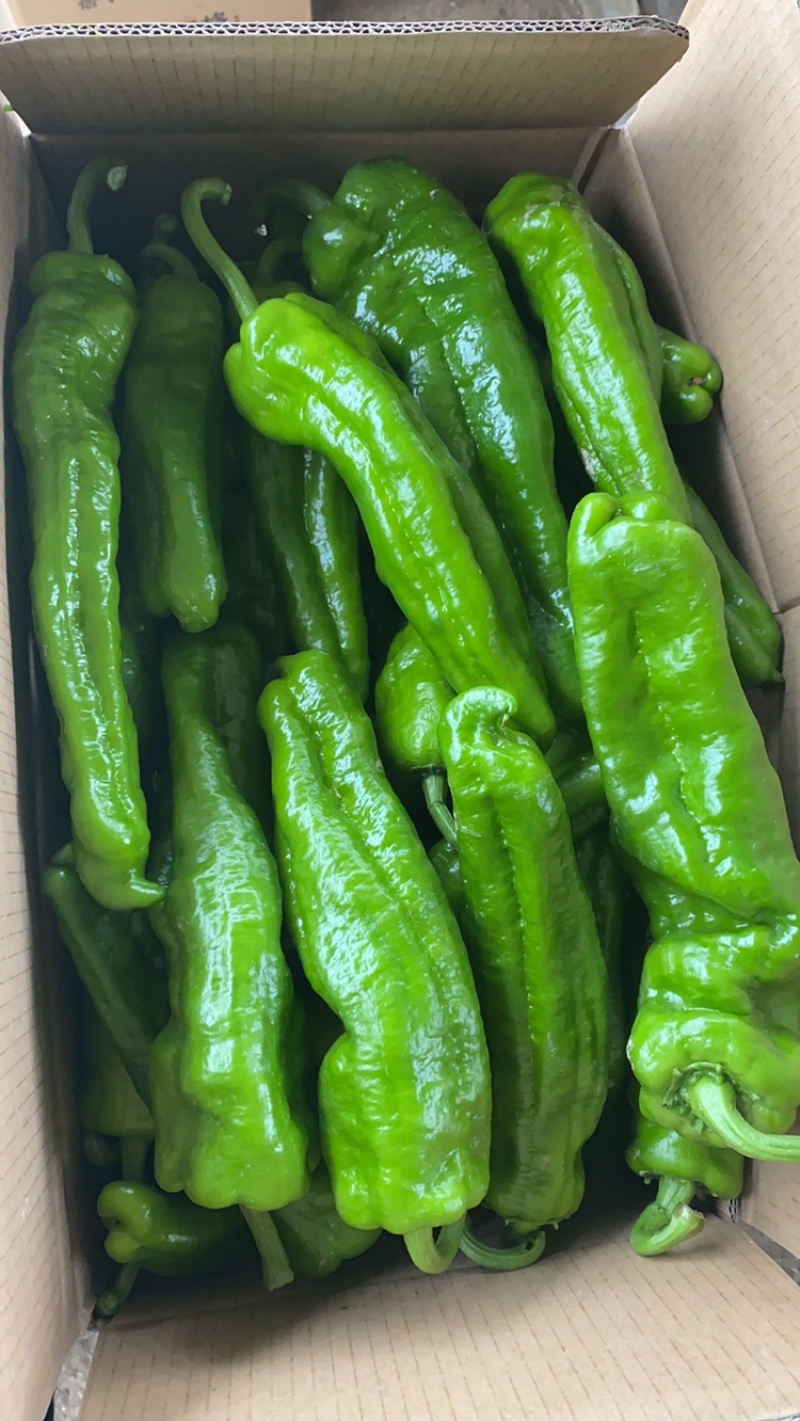 夏邑鲜辣椒，301泡椒，万亩大棚辣椒基地