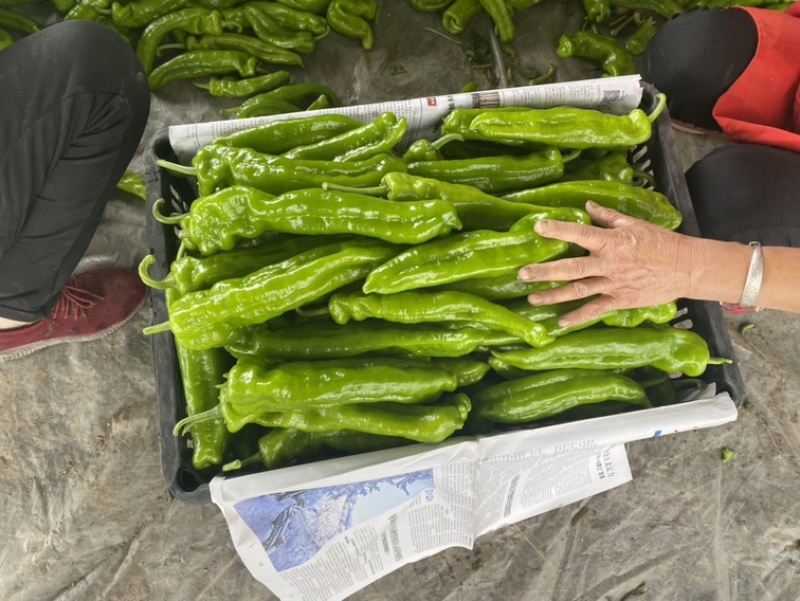 夏邑鲜辣椒，301泡椒，万亩大棚辣椒基地