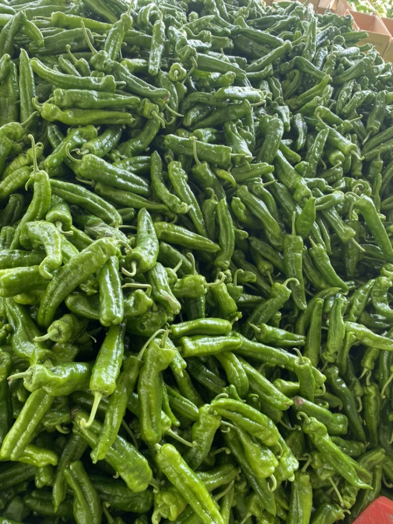 夏邑鲜辣椒，301泡椒，万亩大棚辣椒基地