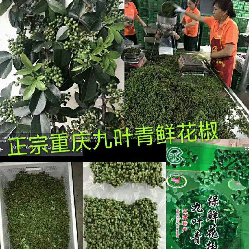 鲜花椒，重庆九叶青鲜花椒，一手货，询价优惠