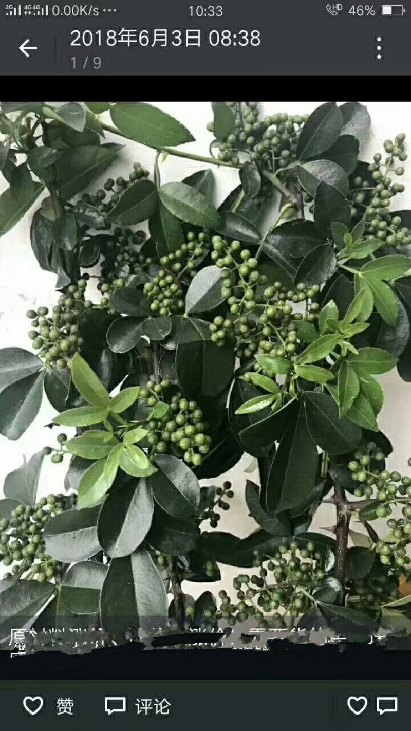 鲜花椒，重庆九叶青鲜花椒，一手货，询价优惠
