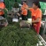 鲜花椒，重庆九叶青鲜花椒，一手货，询价优惠