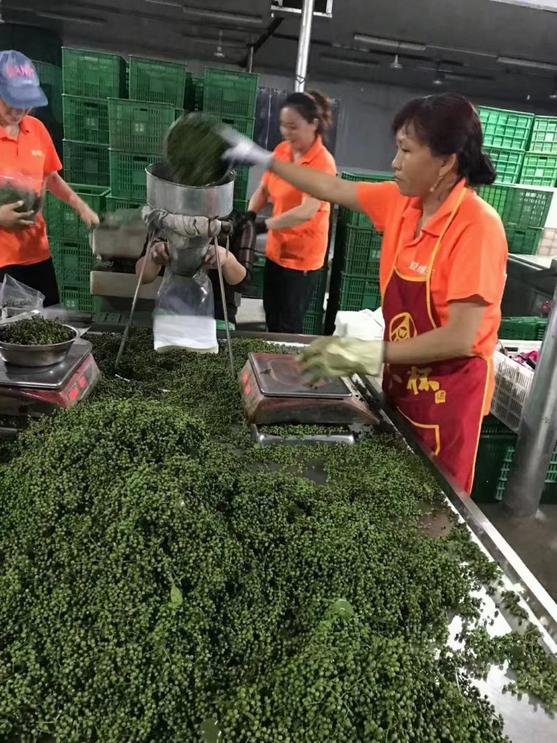 鲜花椒，重庆九叶青鲜花椒，一手货，询价优惠