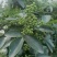 鲜花椒，重庆九叶青鲜花椒，一手货，询价优惠