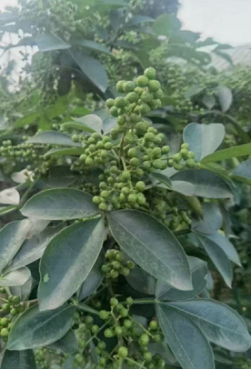 鲜花椒，重庆九叶青鲜花椒，一手货，询价优惠