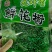鲜花椒，重庆九叶青鲜花椒，一手货，询价优惠