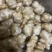 【热卖洋姜】山东菏泽千亩洋姜白姜红姜品质好货量足