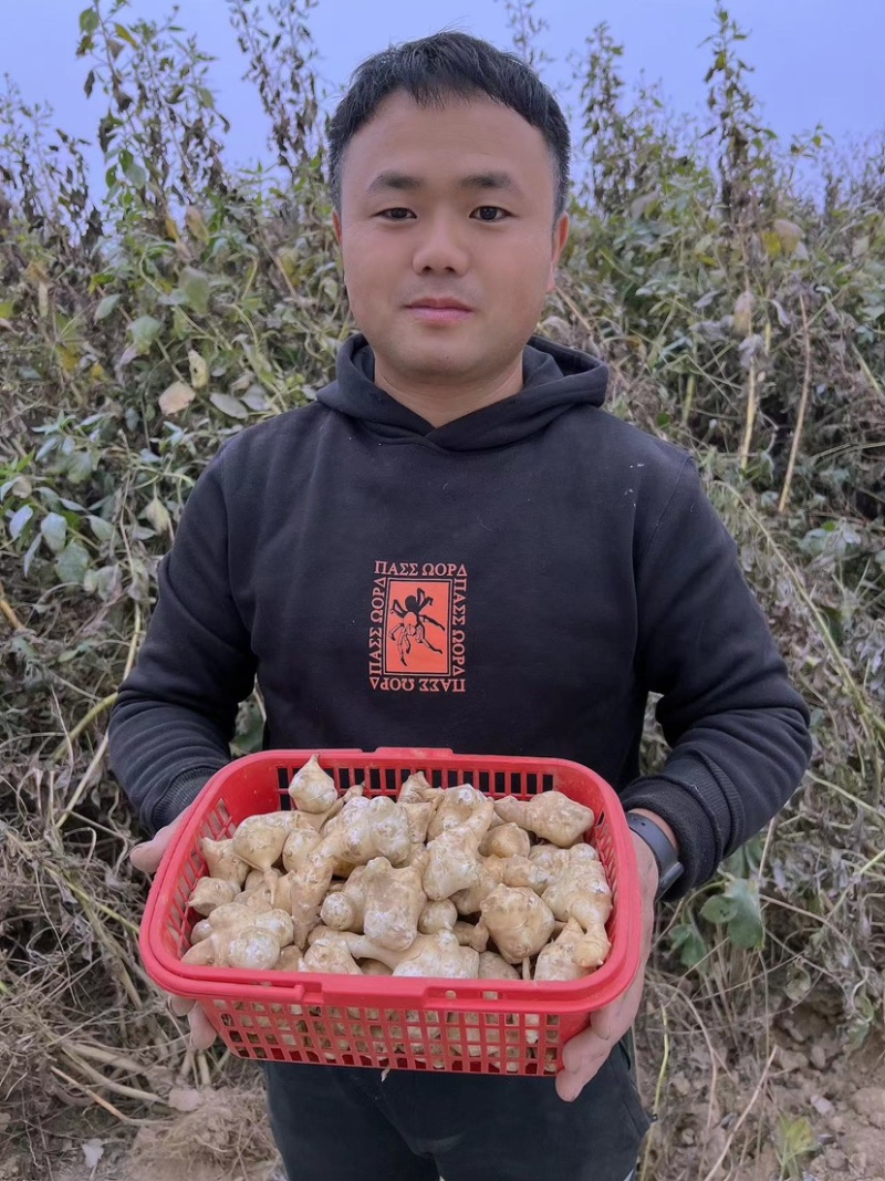 【热卖洋姜】山东菏泽千亩洋姜白姜红姜品质好货量足