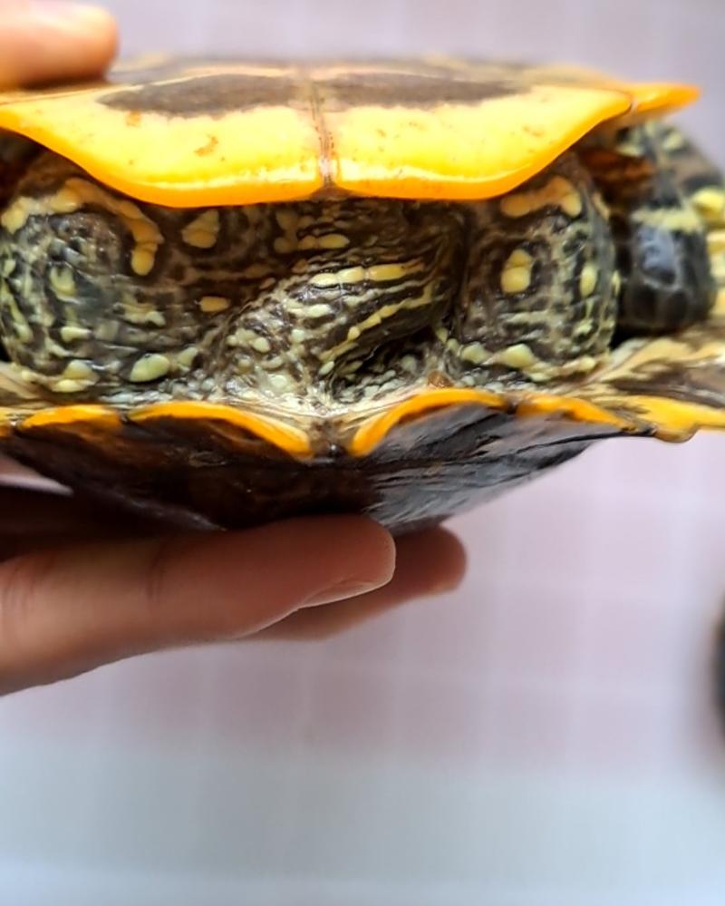 乌龟