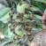 肉桂树桂花