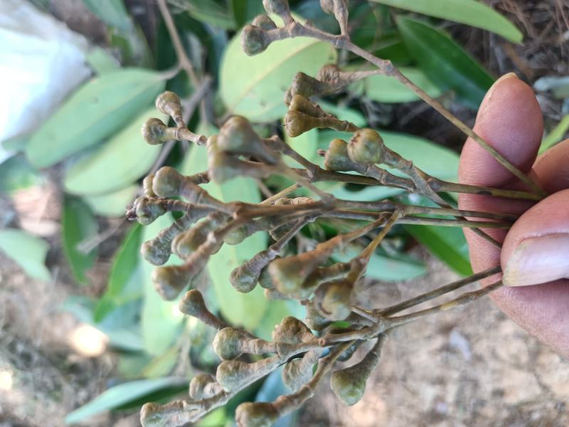 肉桂树桂花