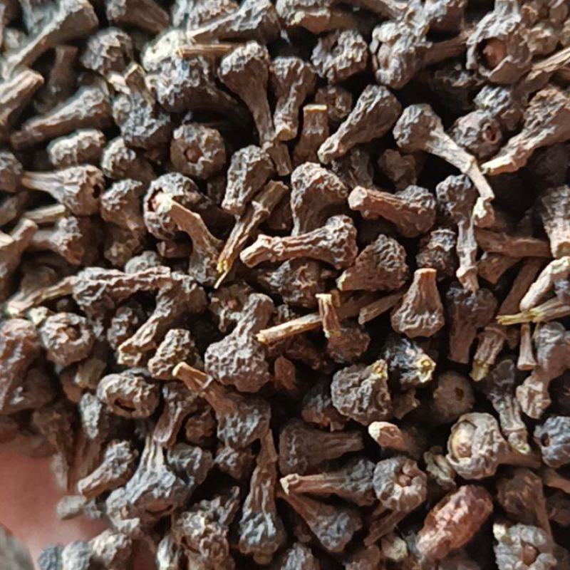 肉桂树桂花