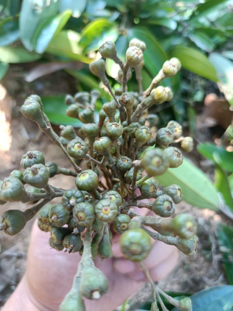 肉桂树桂花