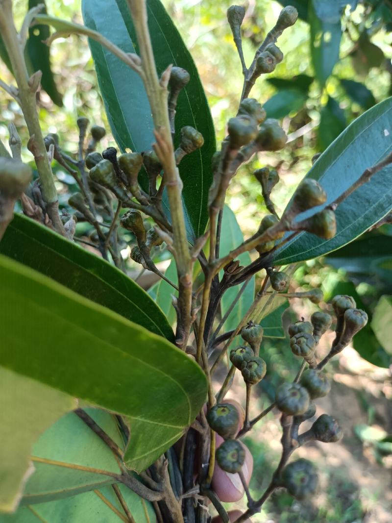 肉桂树桂花