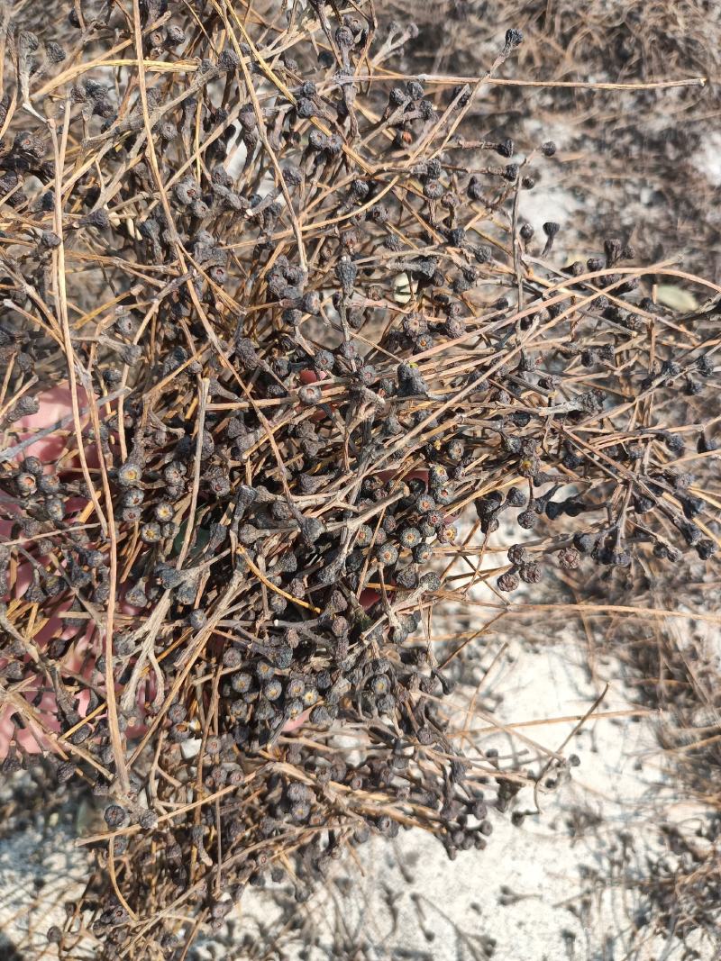 肉桂树桂花